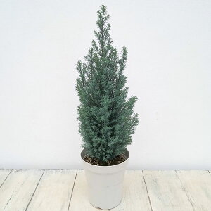 Ԗ ؂̕c/Rjt@[([\qmL)FVo[X^[4|bg