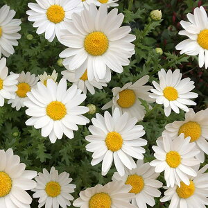 Ԃ̕c/NTZ}Fm[X|[3|bg 2Zbg