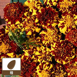 ^QeXEp`it`}[S[hjF~X^[E}WFXeBbN@_u