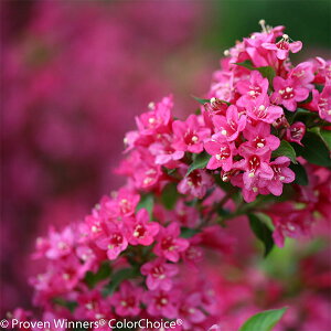 Ԗ ؂̕c/CQF\jbNu[ sN 5|bg