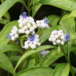 Ԗ ؂̕c/AWTCi΁jFR חt3.5|bg