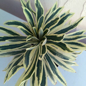 Ԃ̕c/[tHrAF^X}jA^CK[3|bg