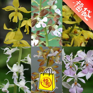 �R�쑐�̕c/[��������]�t�E�č炫�G�r�l5��Z�b�g�E���̗F3���b�g���t