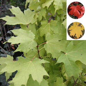 Ԗ ؂̕c/TgEJGfiVK[[vj3.5|bg