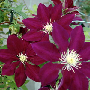 N}`X̕c/N}`XF͂4O|bg