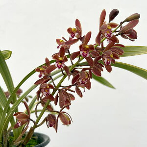 �R�쑐�̕c/���m���F���ŕӁi�L�������E�w���j�ᏼ�i���J�}�c�j4�����A��