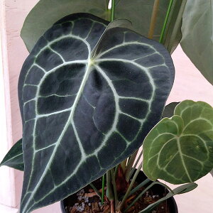 �ϗt�A��/�A���X���E���i����j�F�N�����l���r�E�� 5�����A��