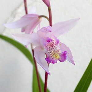 Ԃ̕c/Vij FsNiҁj3|bg