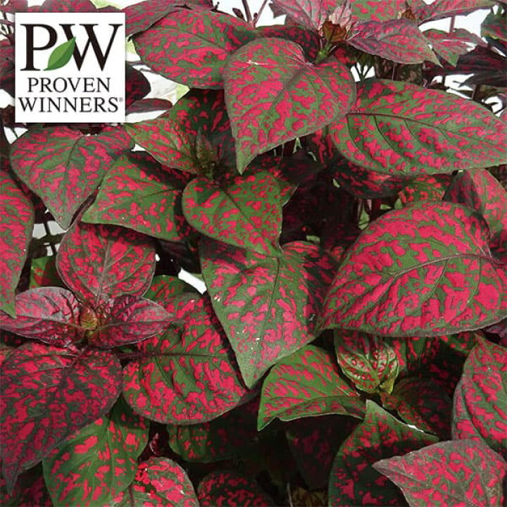 草花の苗 ガーデンヒポエステス ピッピ ピンク3号ポット 最新人気