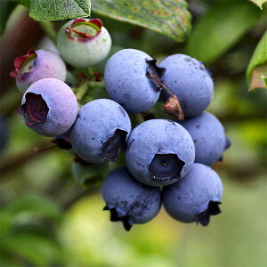 ʎ̕c/u[x[inCubVnjFuMb^iuWb^j8|bg