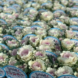 Ԃ̕c/n{^FxCr[`[3 3|bgZbg