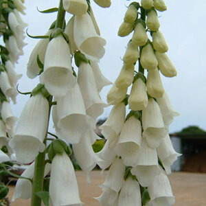 Ԃ̕c/WM^XFXm[Vo3-3.5|bg 12Zbg