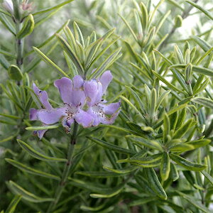 Ԃ̕c/EGXgMAF[jOCg2.5|bg 2Zbg