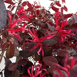 Ԗ ؂̕c/gL}TNFubNr[eB[4.5|bg