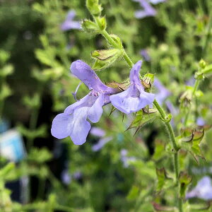 Ԃ̕c/i킯jTrAFAtJXJC3|bg