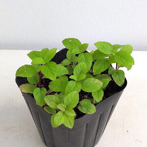 n[u̕c/jznbJFkn133|bg