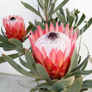 Ԗ ؂̕c/veAF|bT}WbN7A*