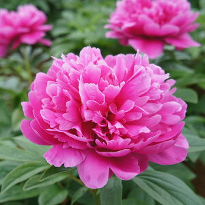 Ԃ̕c/VNNi䉖jF[f4|bg