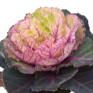 Ԃ̕c/n{^FEPi[Ăj3.5|bg