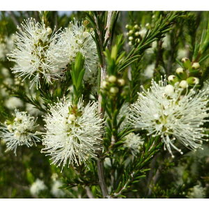 Ԗ ؂̕c/EJFx_[eB[c[ 5|bg