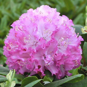 Ԗ ؂̕c/mVNiQFsNTt@CA3.5|bg