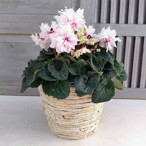 VNF[[XsNoCJ[dEX@5AJS