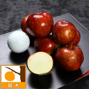 ʎ̕c/icijFX[p[WCAg 4|bg