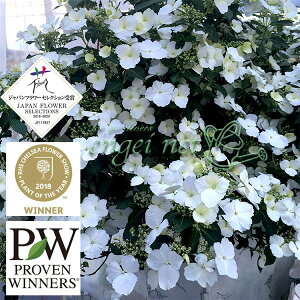 Ԗ ؂̕c/OWAiAWTCjFuC_V[3.5|bg