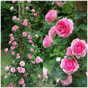 �o���̕c/[��������][�I���Z�[��]�i�킯��������j��o���F�q�X�g���[�V�c