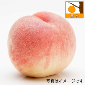 果樹の苗/モモ(桃）：白鳳（ハクホウ）4～5号ポット