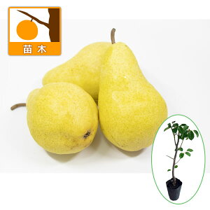 ʎ̕c/ZCEiVimjFo[gbg4`5|bg