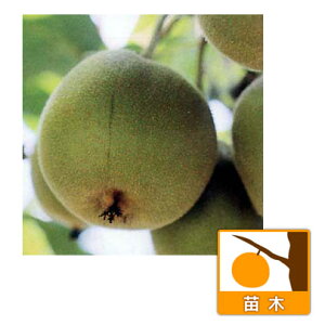 ʎ̕c/LECiX؁jFAbvLEC4`5|bg