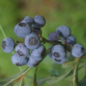 ʎ̕c/u[x[irbgACnjFv~A5|bg