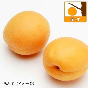 ʎ̕c/AYiǁjFЂ܃Rbg4`5|bg