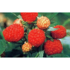 果樹の苗/木いちご（キイチゴ）：ラズベリー　サマーフェスティバル4～5号ポット