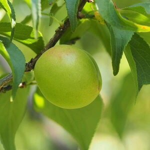 ʎ̕c/Ei~jFܘYiƂ낤j4|bg