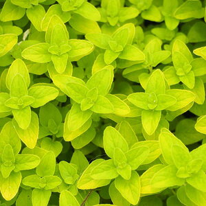 n[u̕c/IKmFS[fIKm3|bg