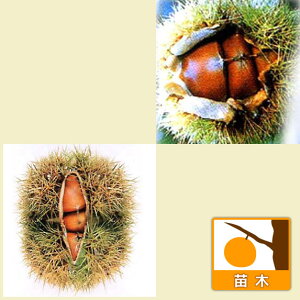 ʎ̕c/IiNj2󕲎ZbgFOi񂴂jƒ}gi΁j4`5|bg