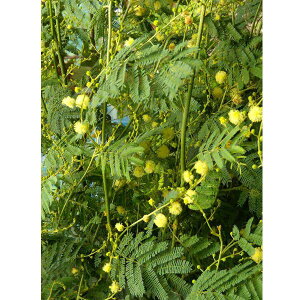 Ԗ ؂̕c/AJVAFfAlC6A