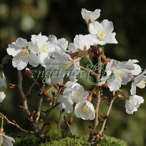 R쑐̕c/tWUNixmjF[3|bg