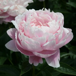 Ԃ̕c/VNNi䉖jF[Yxg4|bg