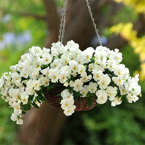 Ԃ̕c/pW[iقӂjFveBtH[@zCg3`3.5|bg 8Zbg