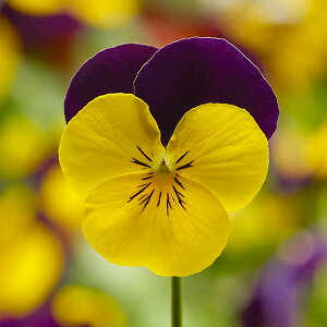 Ԃ̕c/rIFfB[WFC@CG[WvAbv3.5|bg