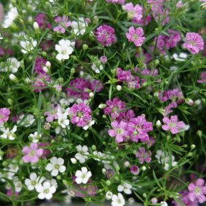 Ԃ̕c/Wv\tBiJX~\EjFWvV[ 2FA3-3.5 2|bgZbg