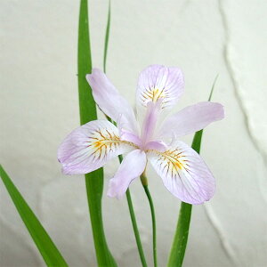 R쑐̕c/VKFqVKiPVKjiWFj3|bg