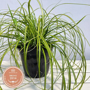 Ԃ̕c/JbNXFG@V[ 5|bg