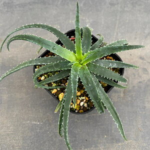 ϗtA/AGFv~AEvZEhpu @3A