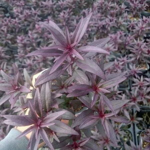 Ԃ̕c/LM\EijFuYhS3|bg