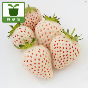 ؂̕c/C`SilGjFVĝ(R) GWFGCgiAEj(PVP)3|bg 12Zbg