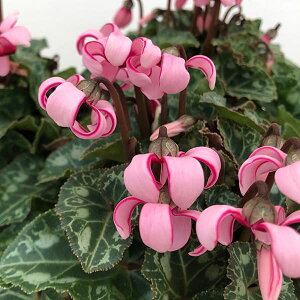 Ԃ̕c/VNi~jjFJ[iCgsNnj3-3.5|bg